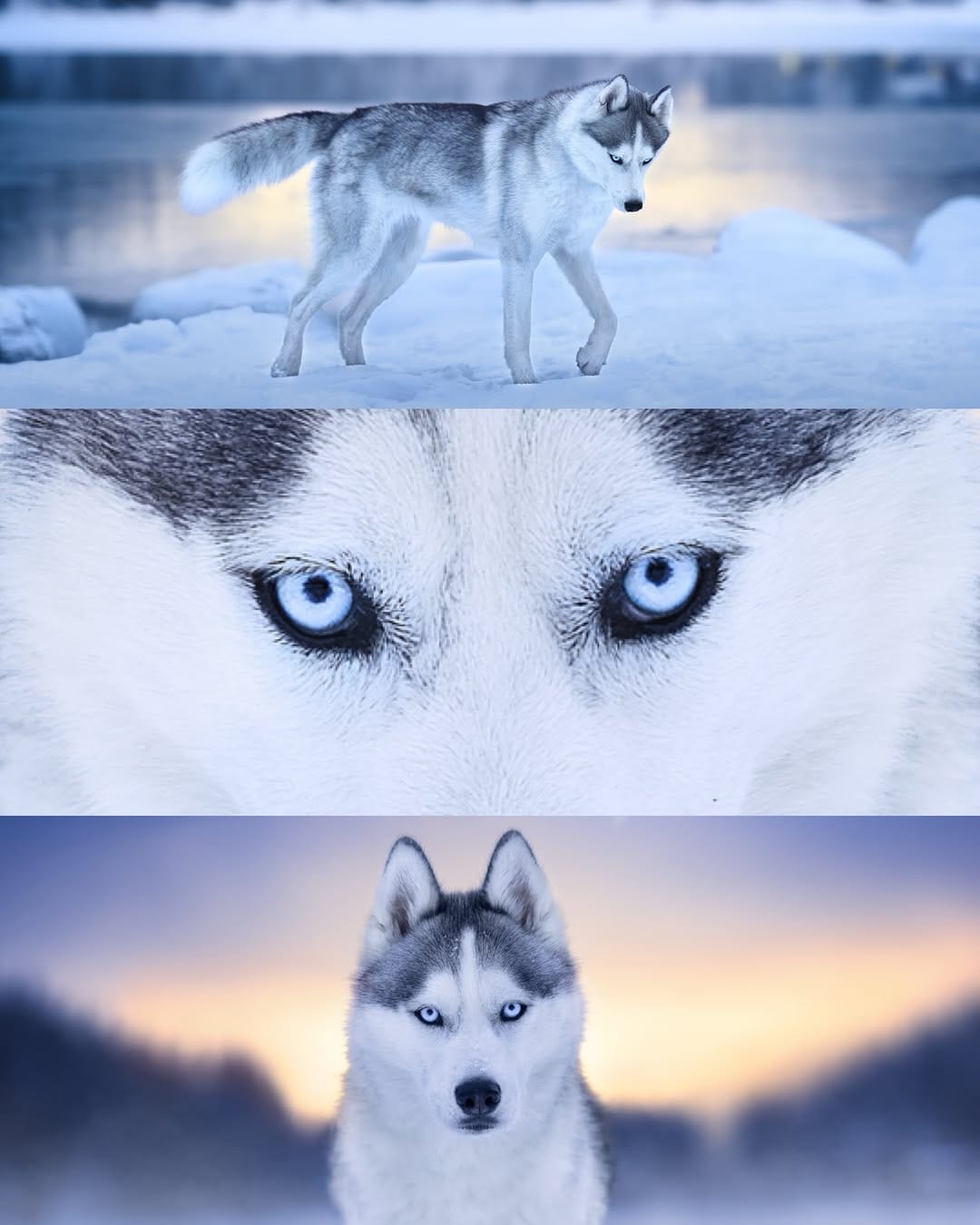 Post 8 by Camille Dog Photographer 📸✨🐺 on Instagram (carousel)