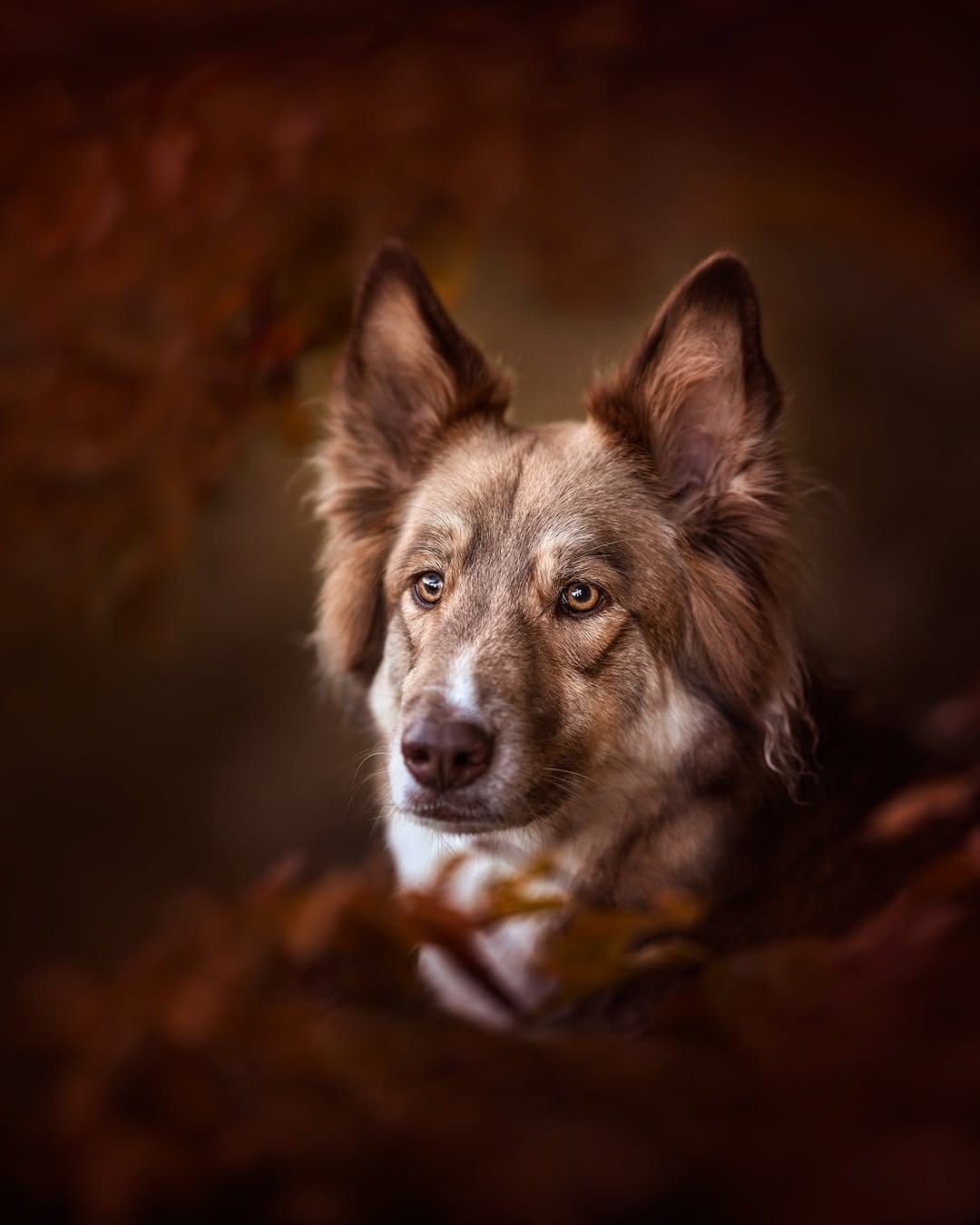 Post 7 by Camille Dog Photographer 📸✨🐺 on Instagram (carousel)
