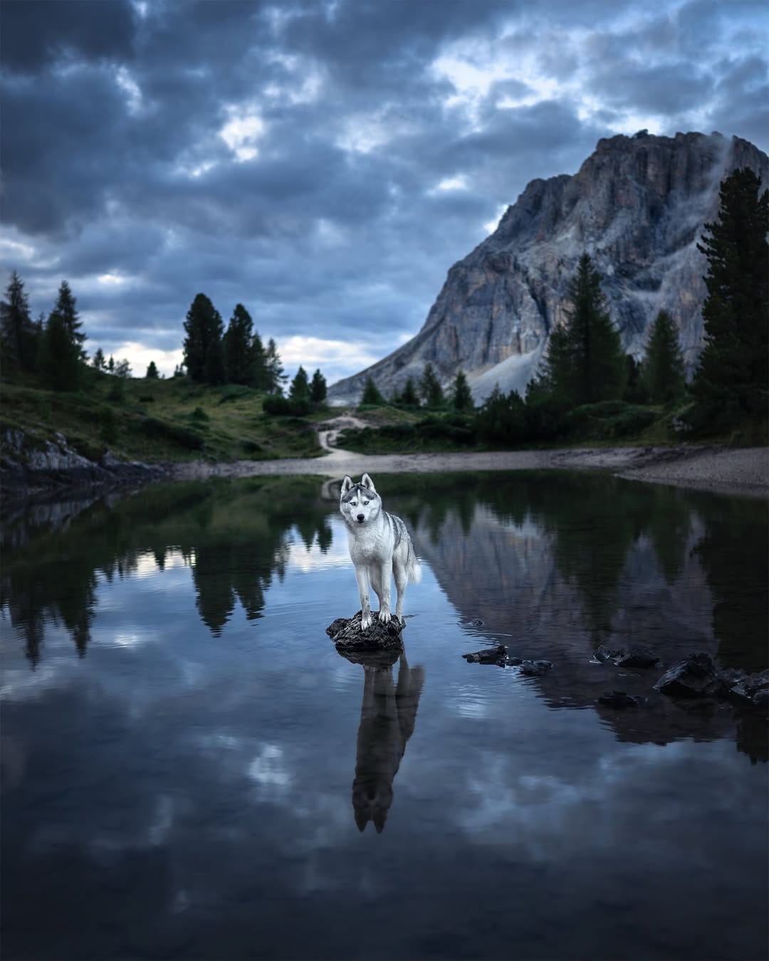 Post 6 by Camille Dog Photographer 📸✨🐺 on Instagram (image)