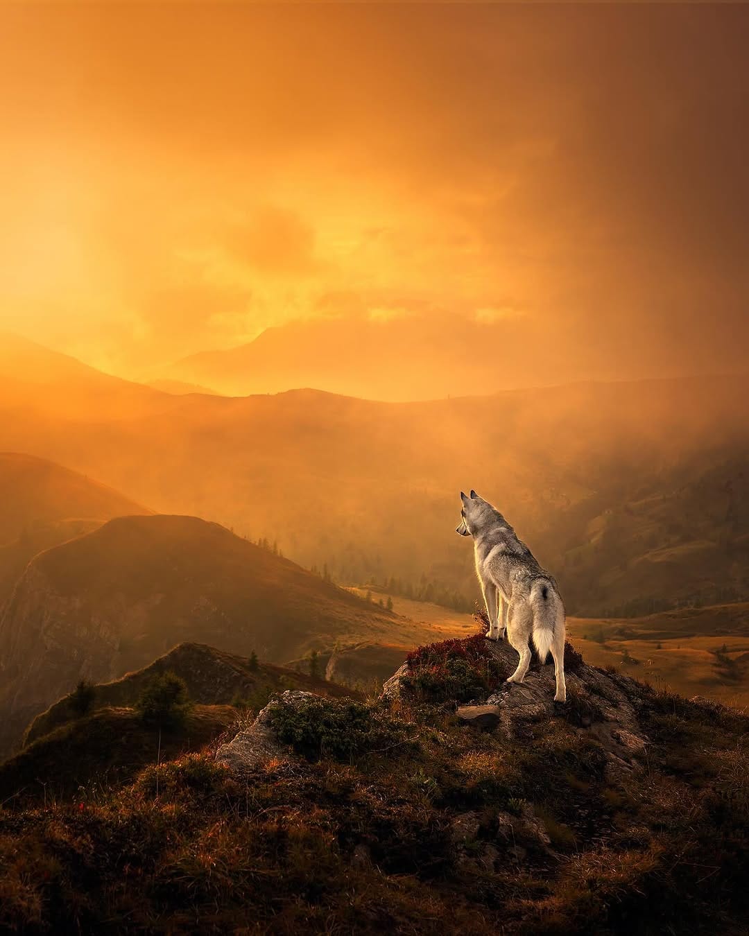 Post 10 by Camille Dog Photographer 📸✨🐺 on Instagram (carousel)