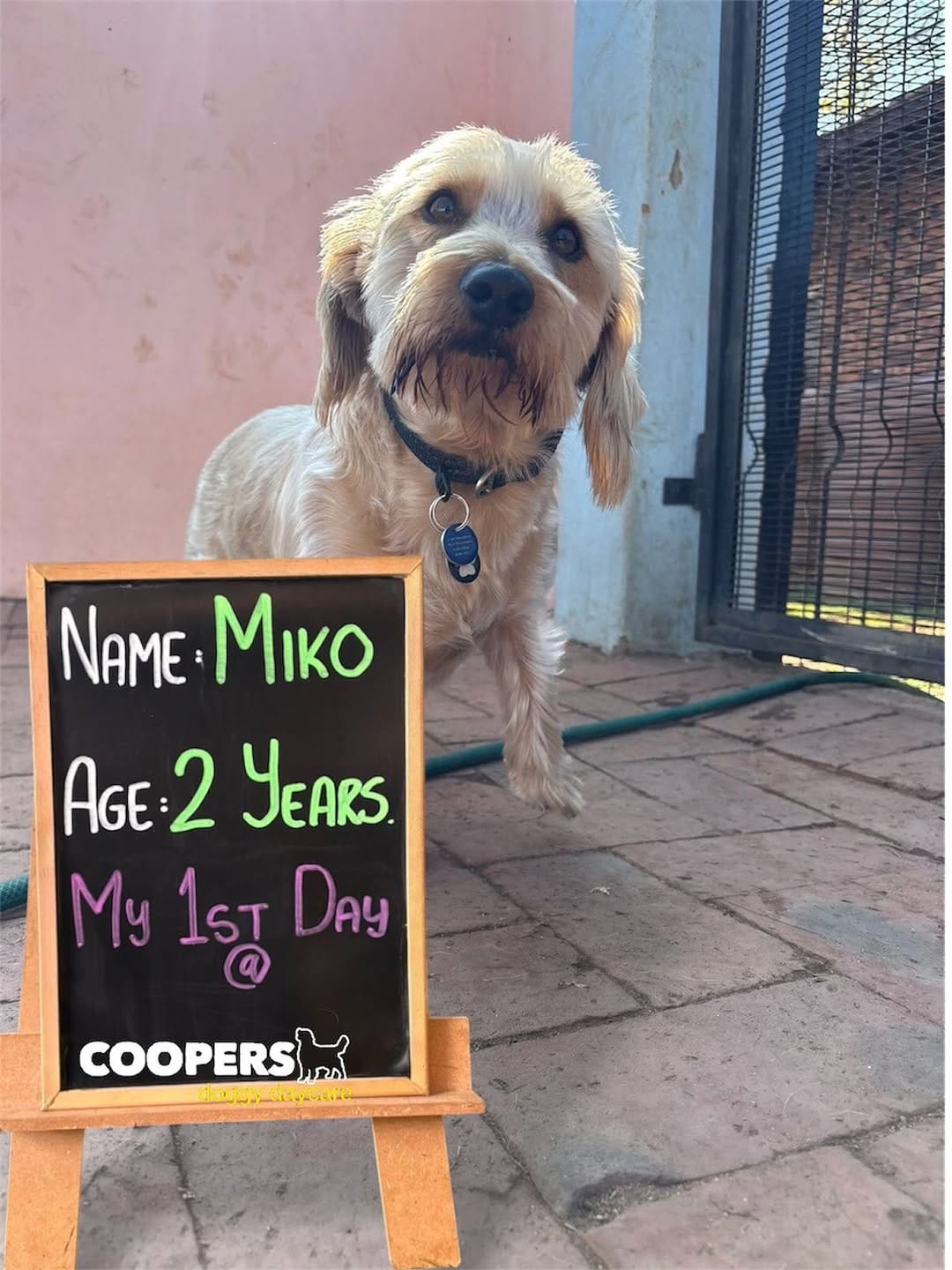 Post 1 by COOPERS PETS store, dog & cat hotel, doggy daycare on Instagram (carousel)