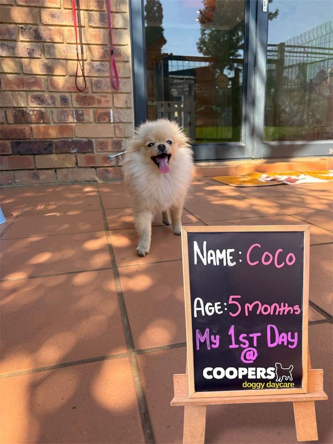 Post 7 by COOPERS PETS store, dog & cat hotel, doggy daycare on Instagram (carousel)