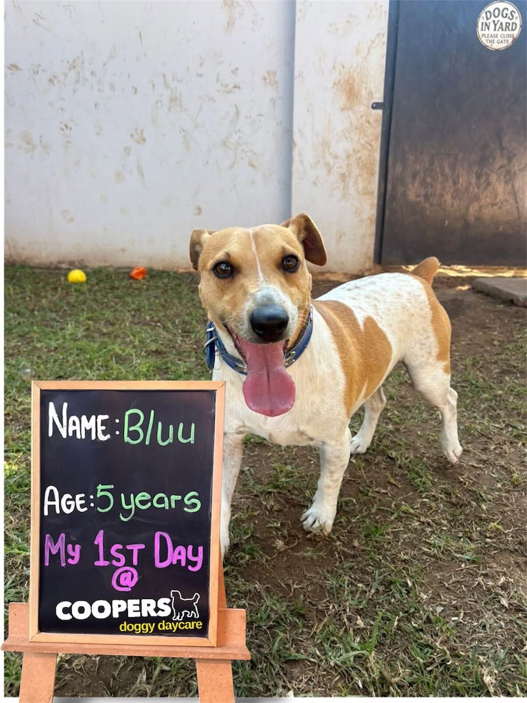 Post 6 by COOPERS PETS store, dog & cat hotel, doggy daycare on Instagram (carousel)