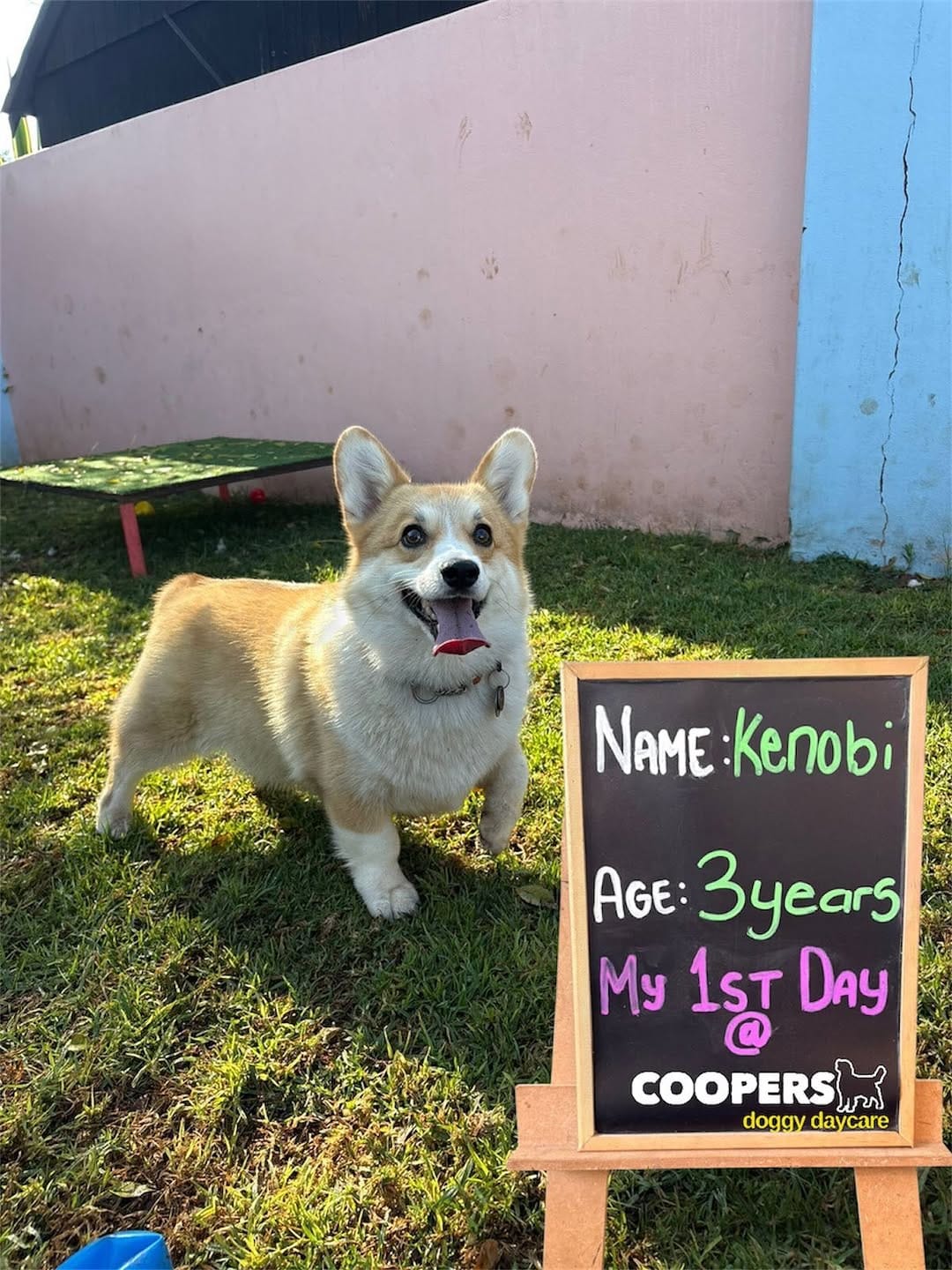 Post 4 by COOPERS PETS store, dog & cat hotel, doggy daycare on Instagram (carousel)