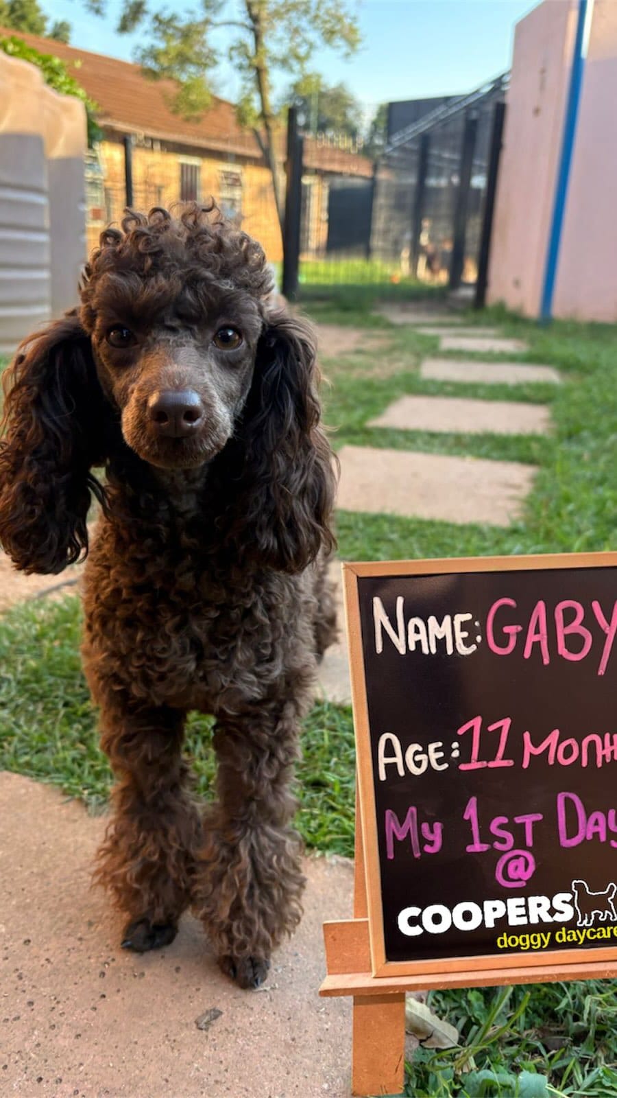 Post 9 by COOPERS PETS store, dog & cat hotel, doggy daycare on Instagram (video)