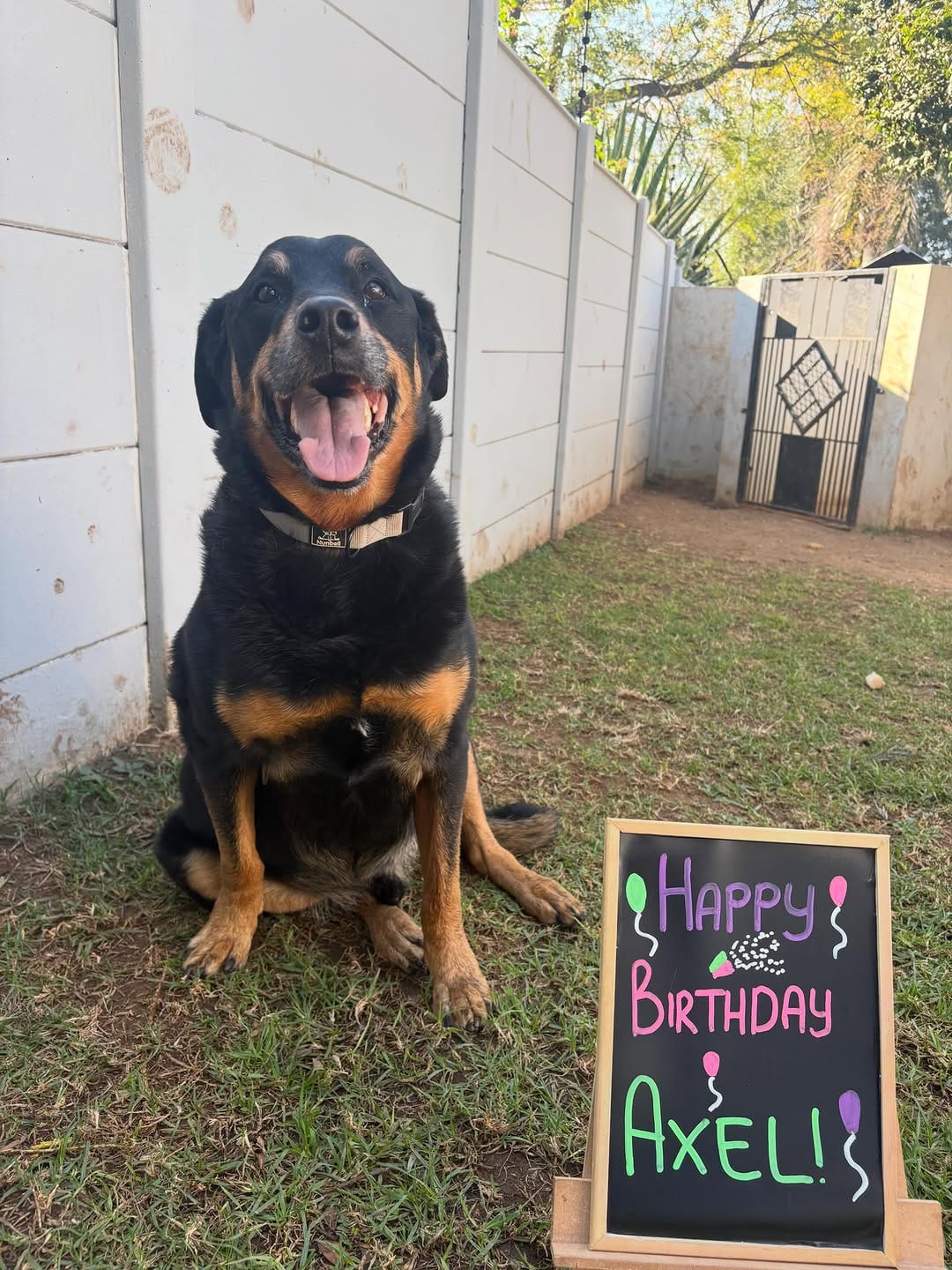 Post 3 by COOPERS PETS store, dog & cat hotel, doggy daycare on Instagram (carousel)