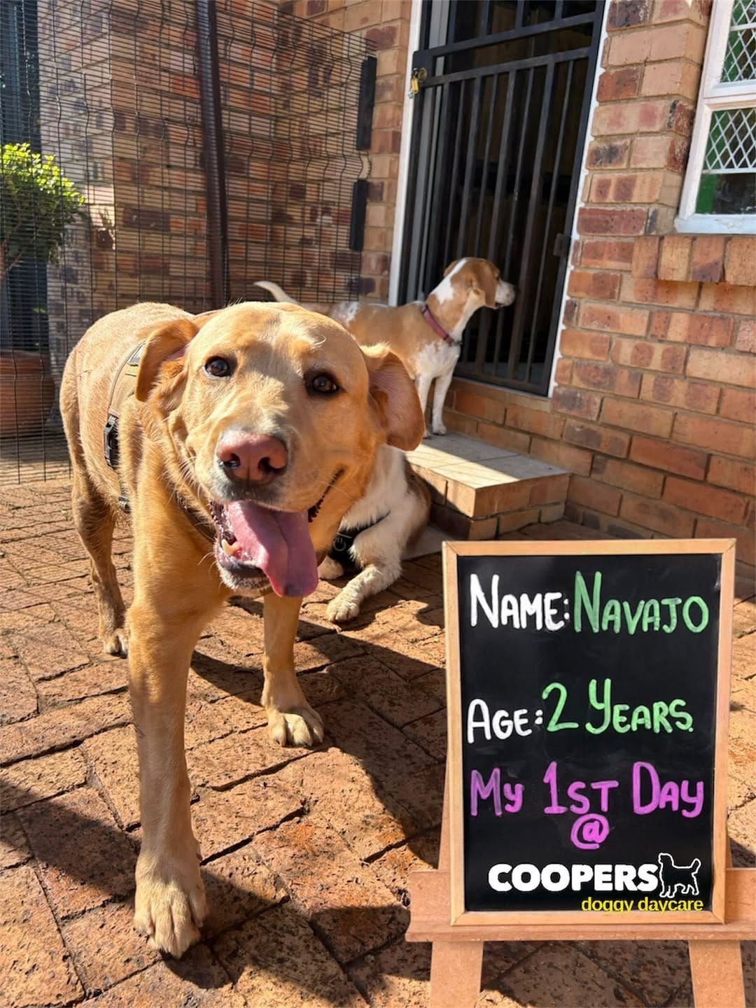 Post 10 by COOPERS PETS store, dog & cat hotel, doggy daycare on Instagram (carousel)