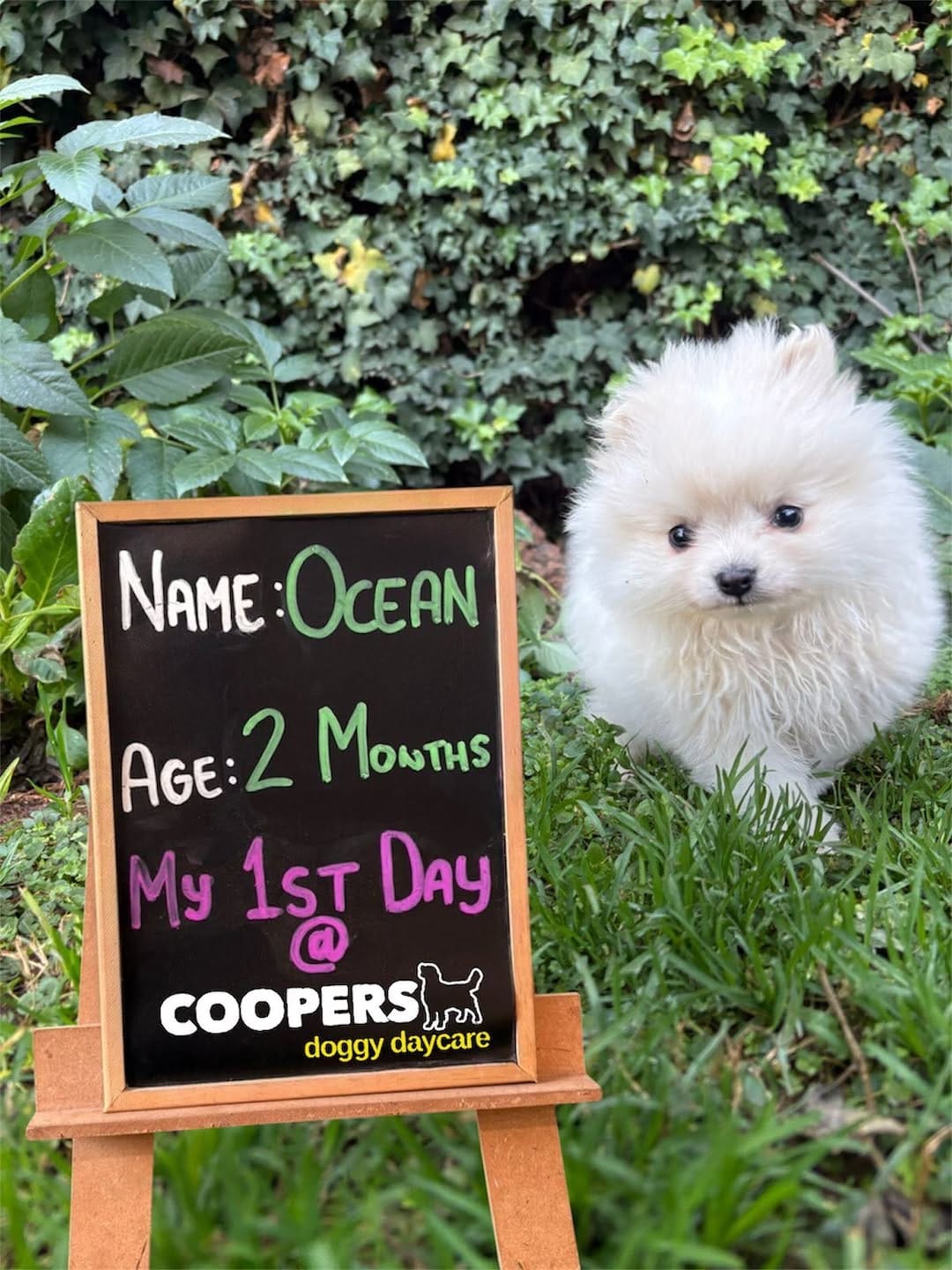 Post 5 by COOPERS PETS store, dog & cat hotel, doggy daycare on Instagram (carousel)