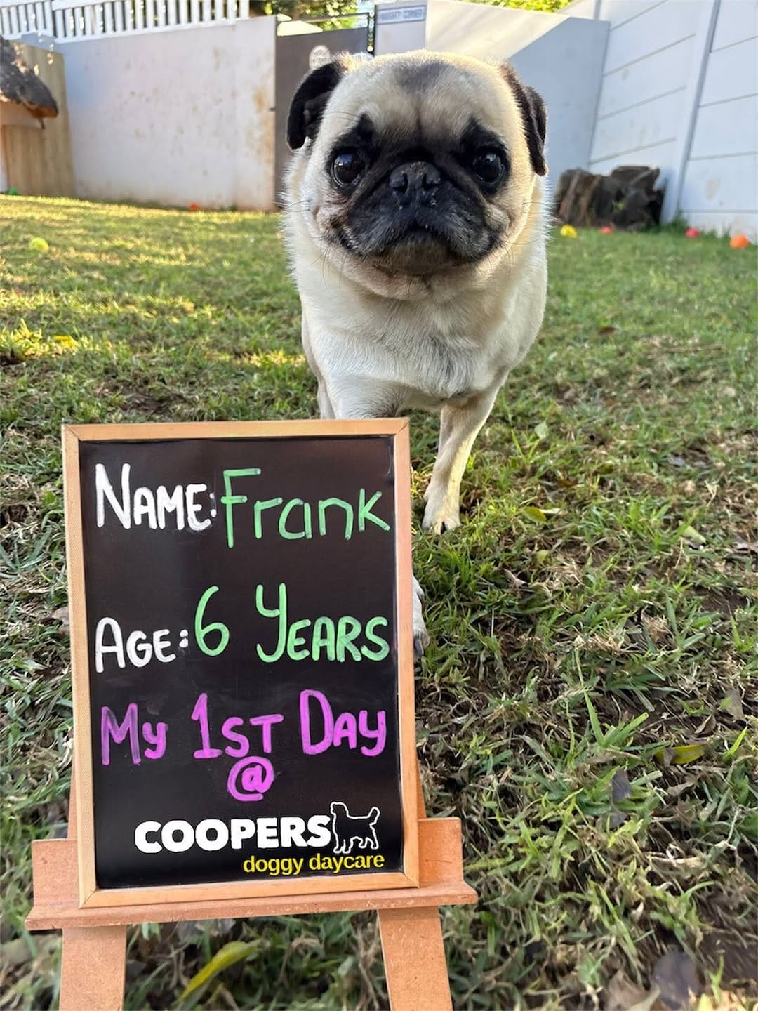 Post 8 by COOPERS PETS store, dog & cat hotel, doggy daycare on Instagram (carousel)