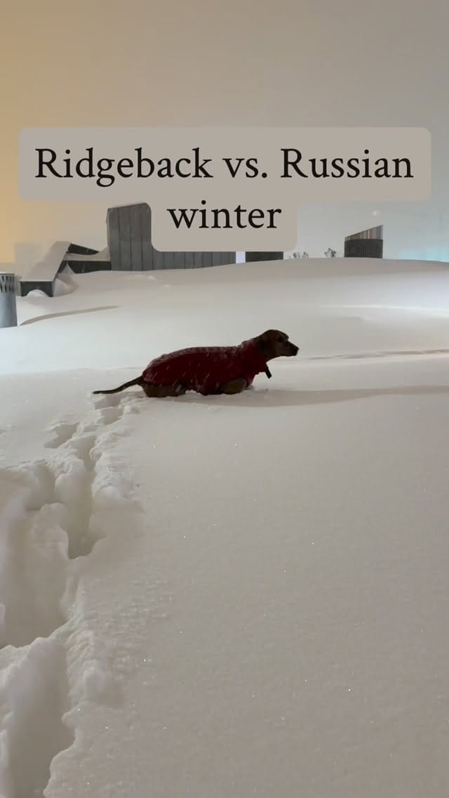 Post 3 by DOGBLOG | VAIS AMULET SOUL on Instagram (video)