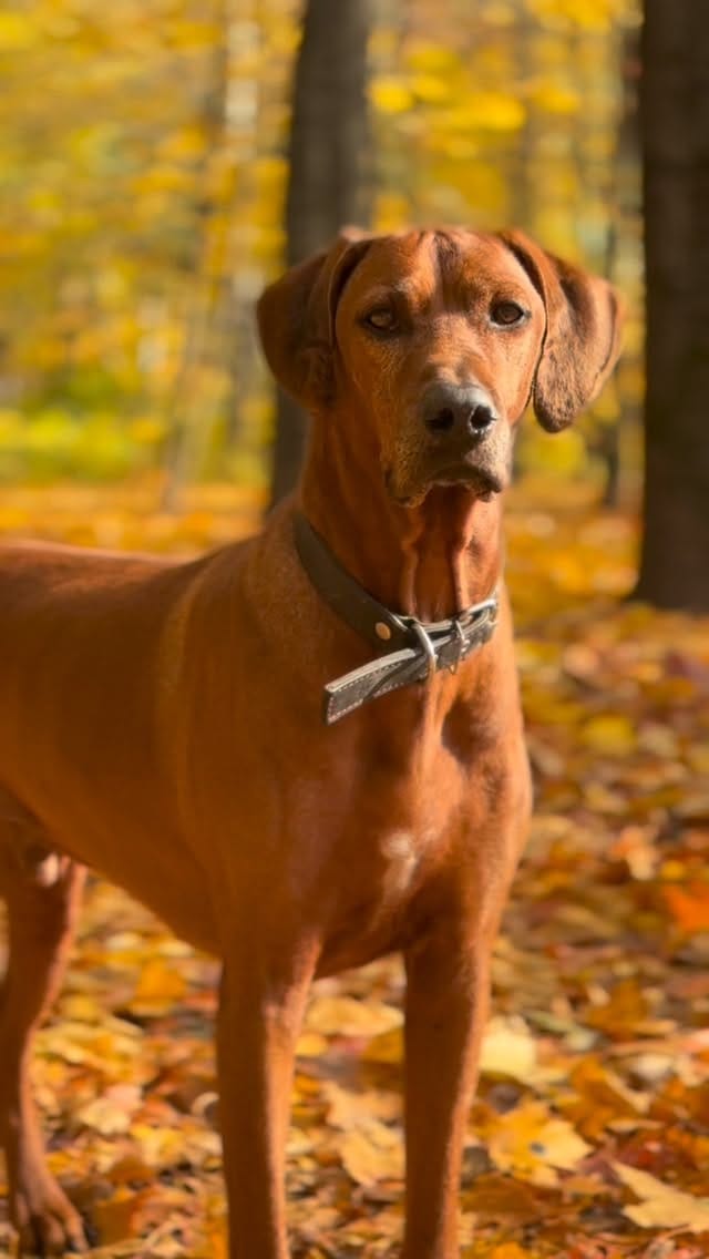 Post 7 by DOGBLOG | VAIS AMULET SOUL on Instagram (video)