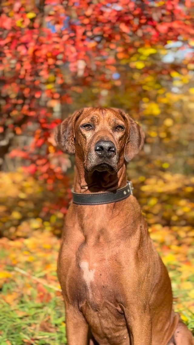 Post 5 by DOGBLOG | VAIS AMULET SOUL on Instagram (video)