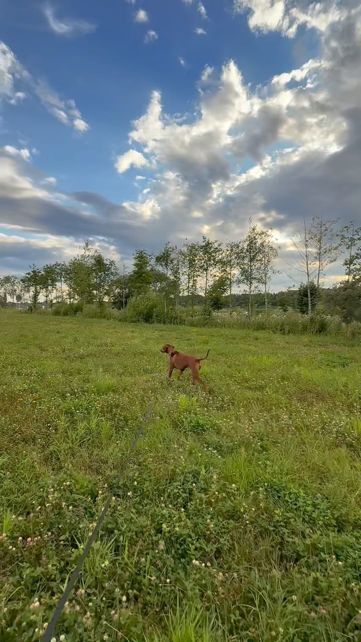 Post 8 by DOGBLOG | VAIS AMULET SOUL on Instagram (video)