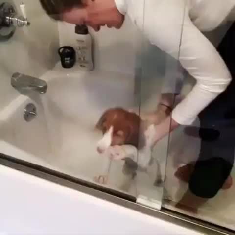 Post 8 by BrittanyDog Insta 102 on Instagram (video)