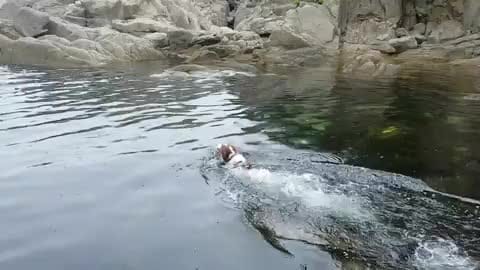 Post 10 by BrittanyDog Insta 102 on Instagram (video)