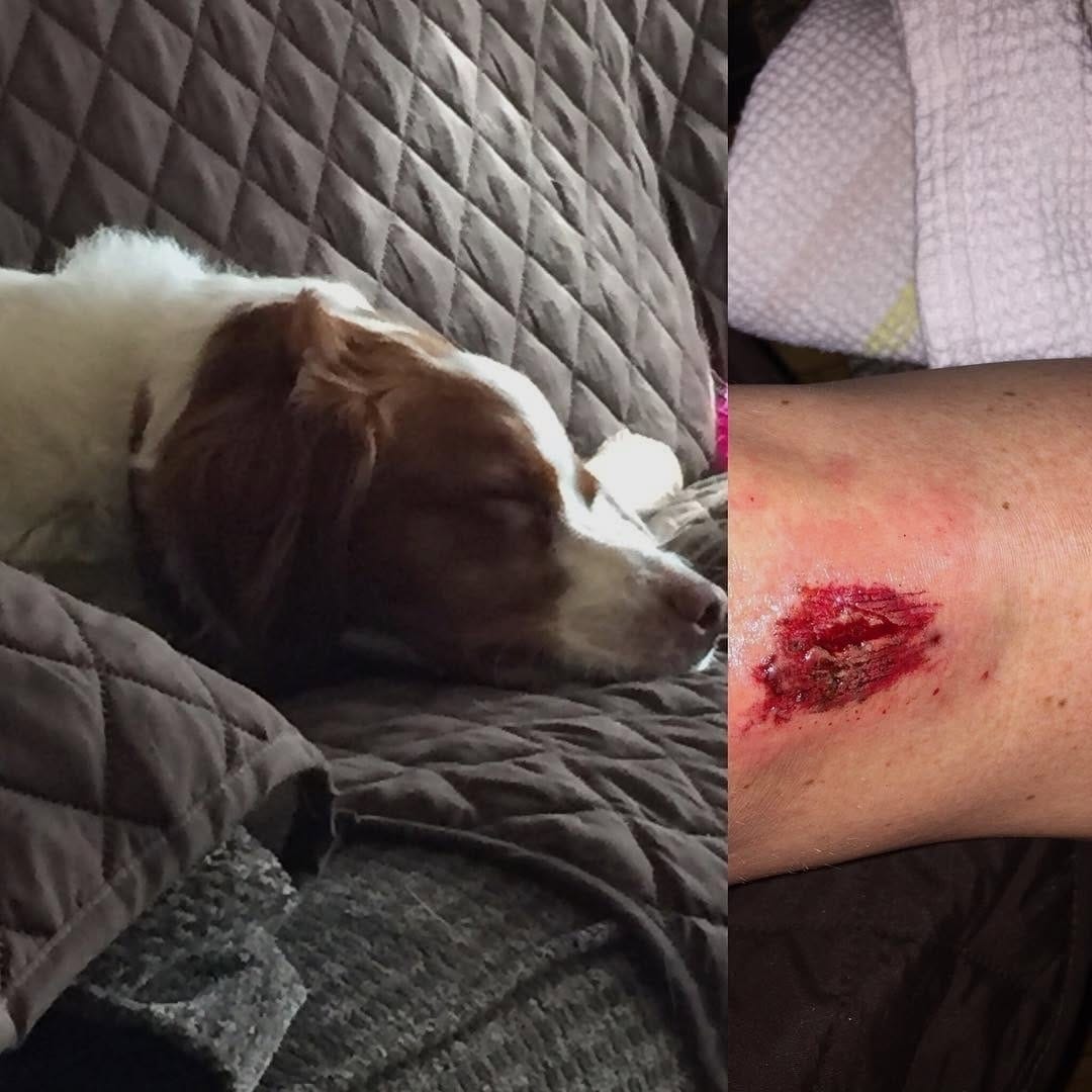 Post 2 by BrittanyDog Insta 102 on Instagram (image)