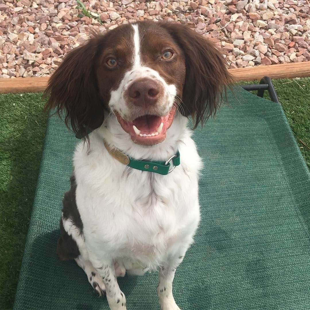 Post 4 by BrittanyDog Insta 102 on Instagram (image)