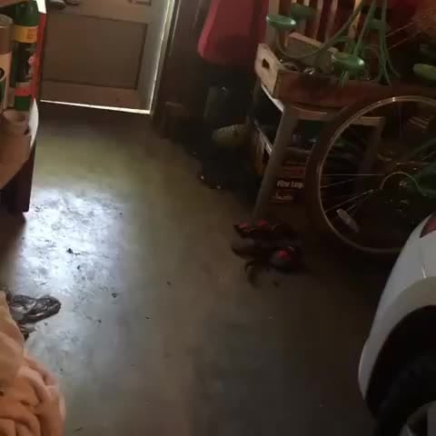Post 2 by BrittanyDog Lovers 201 on Instagram (video)