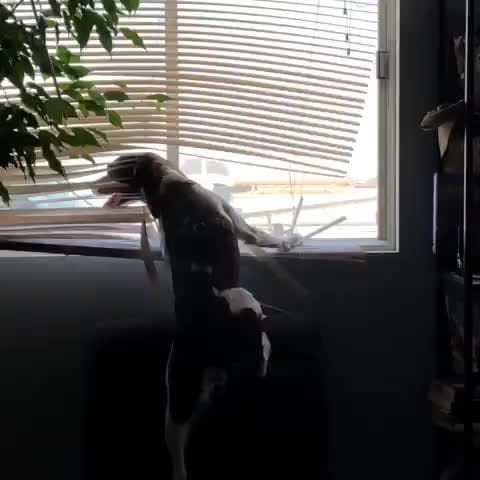 Post 7 by BrittanyDog Lovers 201 on Instagram (video)