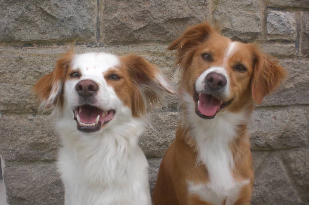 Post 3 by BrittanyDog Lovers 201 on Instagram (image)