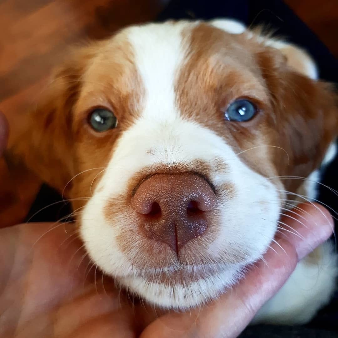 Post 8 by BrittanyDog Lovers 201 on Instagram (image)