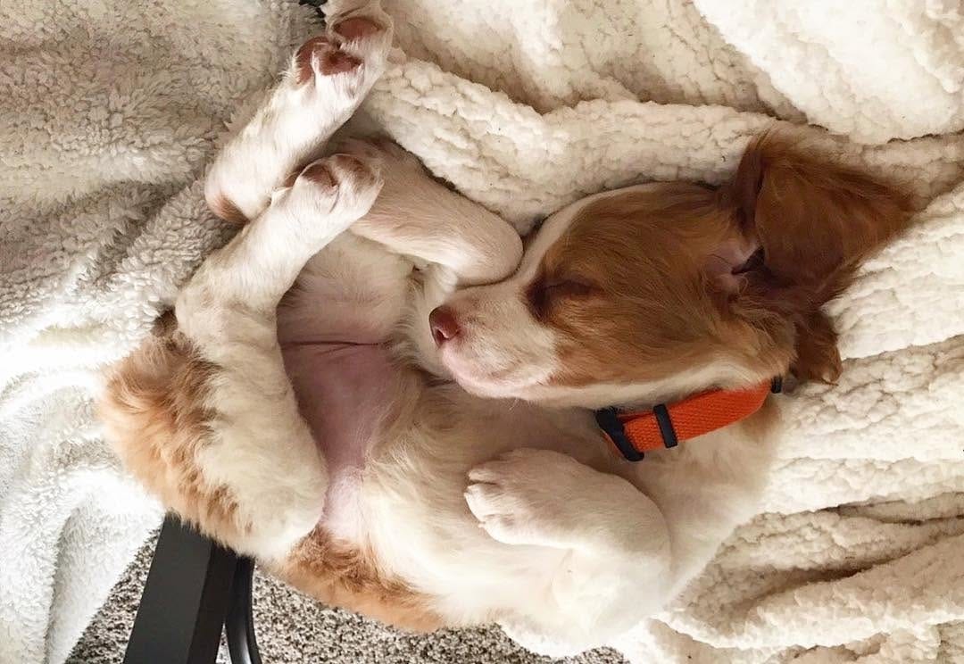Post 1 by BrittanyDog Lovers 201 on Instagram (image)