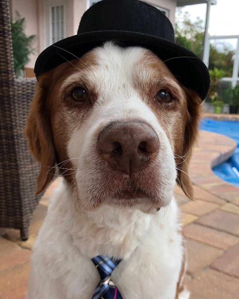 Post 5 by BrittanyDog Lovers 201 on Instagram (image)