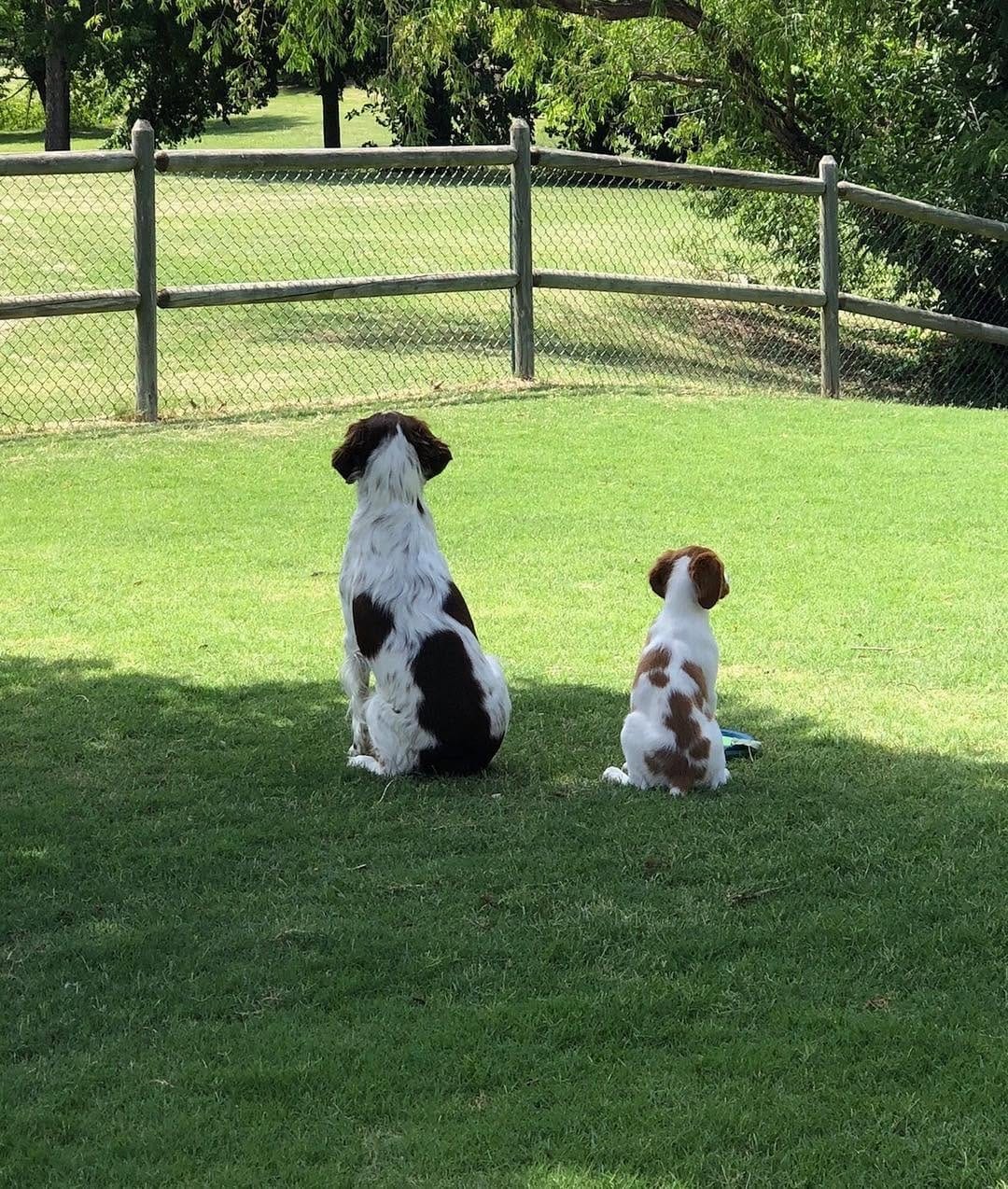 Post 9 by BrittanyDog Lovers 201 on Instagram (image)