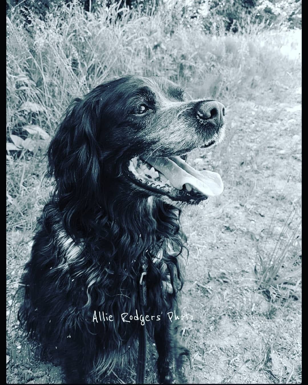 Post 4 by BrittanyDog Lovers 201 on Instagram (image)