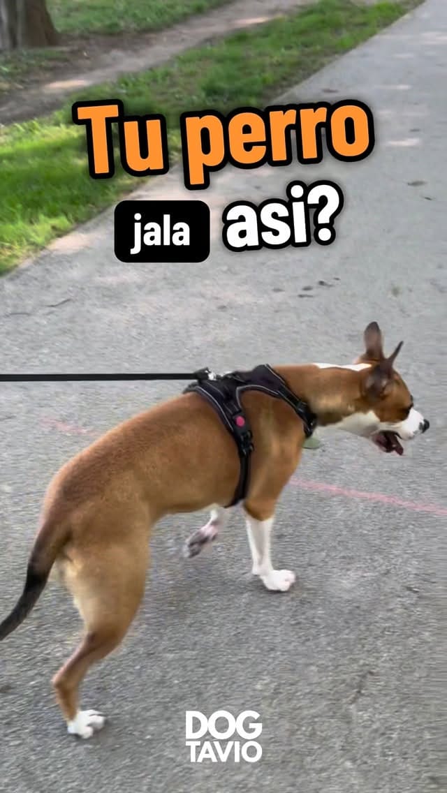 Post 3 by 🌲🐶Dogtavio | Dog trainer 🦮🌳 on Instagram (video)