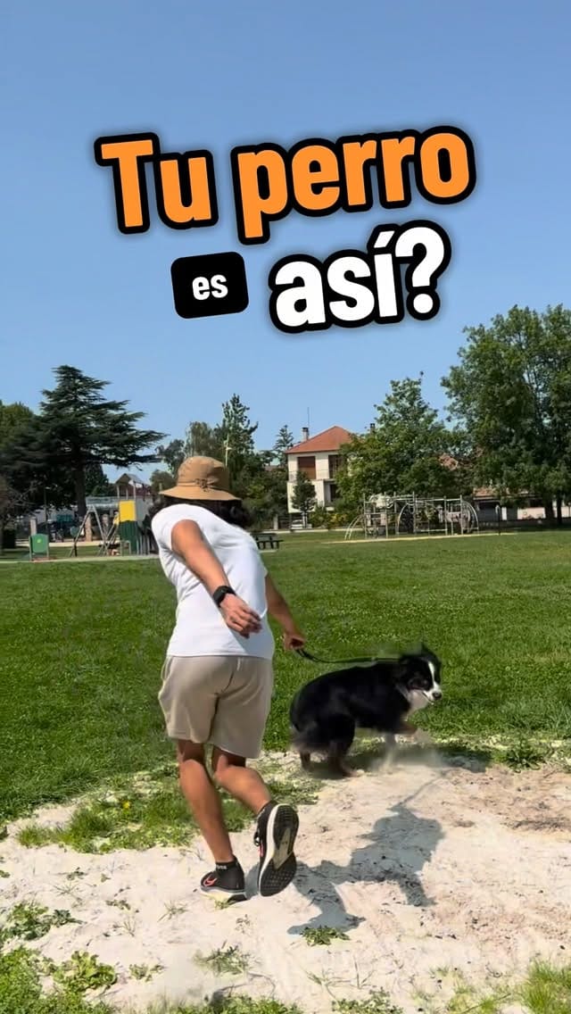 Post 5 by 🌲🐶Dogtavio | Dog trainer 🦮🌳 on Instagram (video)