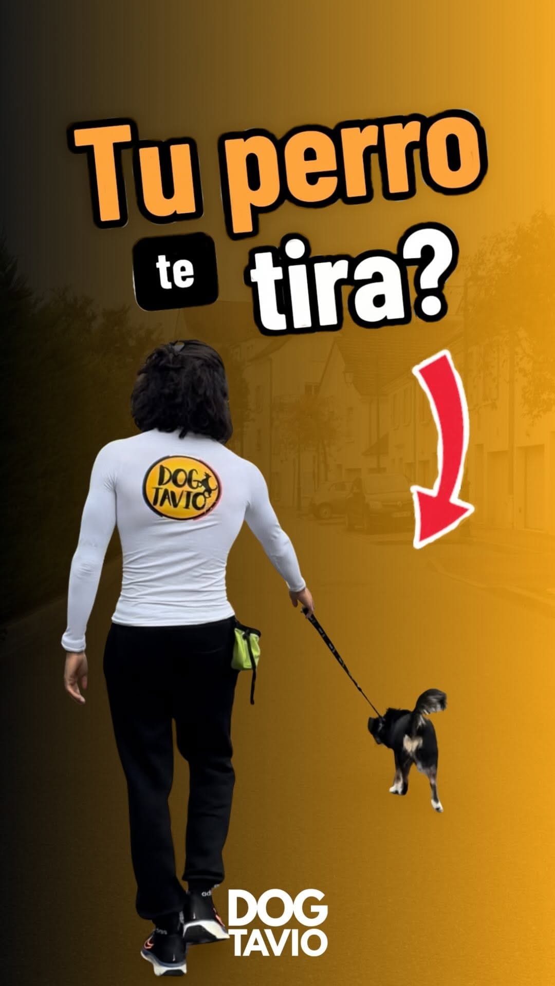 Post 8 by 🌲🐶Dogtavio | Dog trainer 🦮🌳 on Instagram (video)
