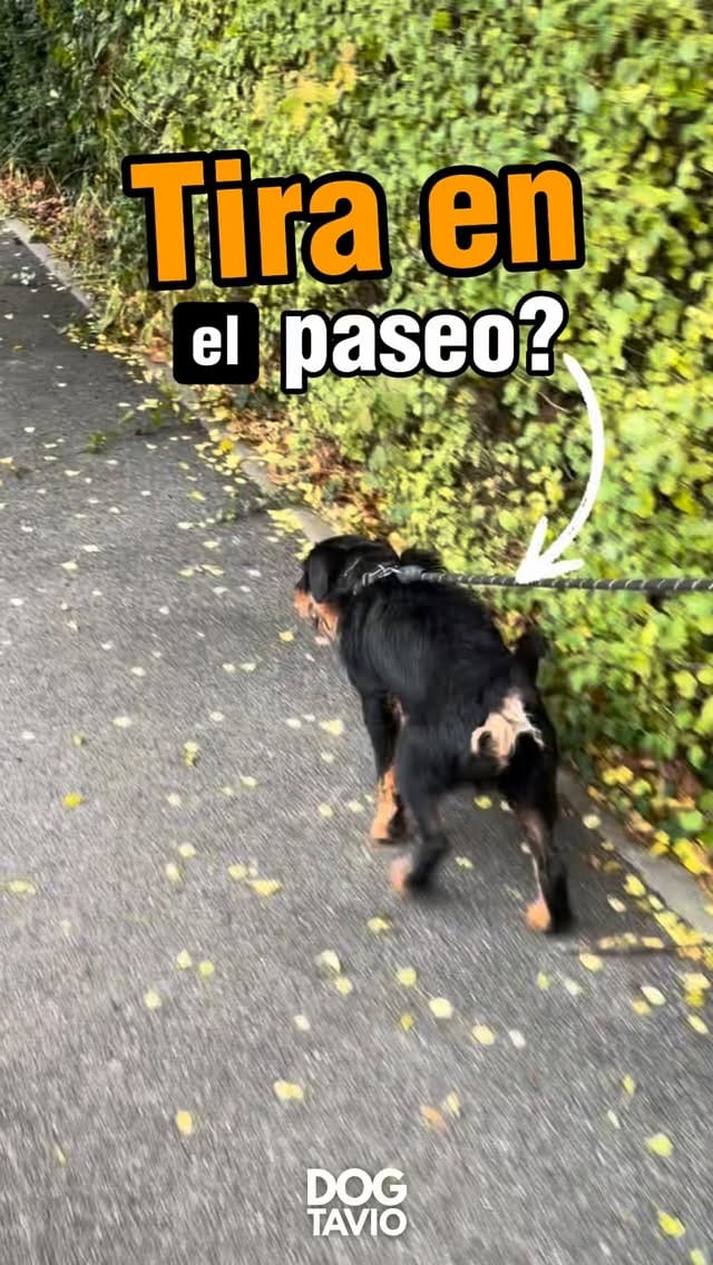 Post 1 by 🌲🐶Dogtavio | Dog trainer 🦮🌳 on Instagram (video)