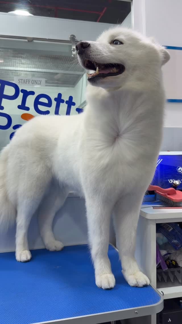 Post 8 by Pretty Paws 🐾 on Instagram (video)