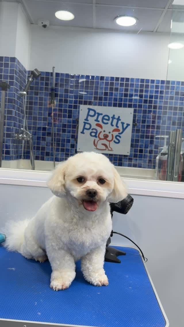 Post 1 by Pretty Paws 🐾 on Instagram (video)