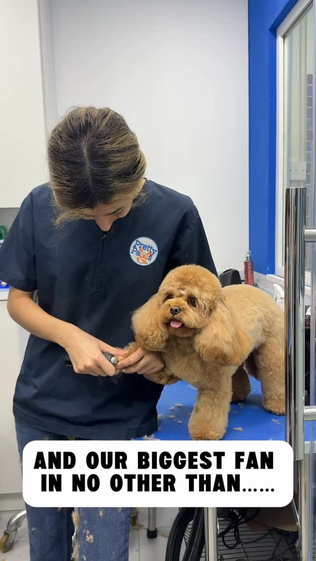 Post 9 by Pretty Paws 🐾 on Instagram (video)