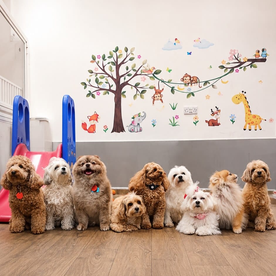Post 6 by Pretty Paws 🐾 on Instagram (image)