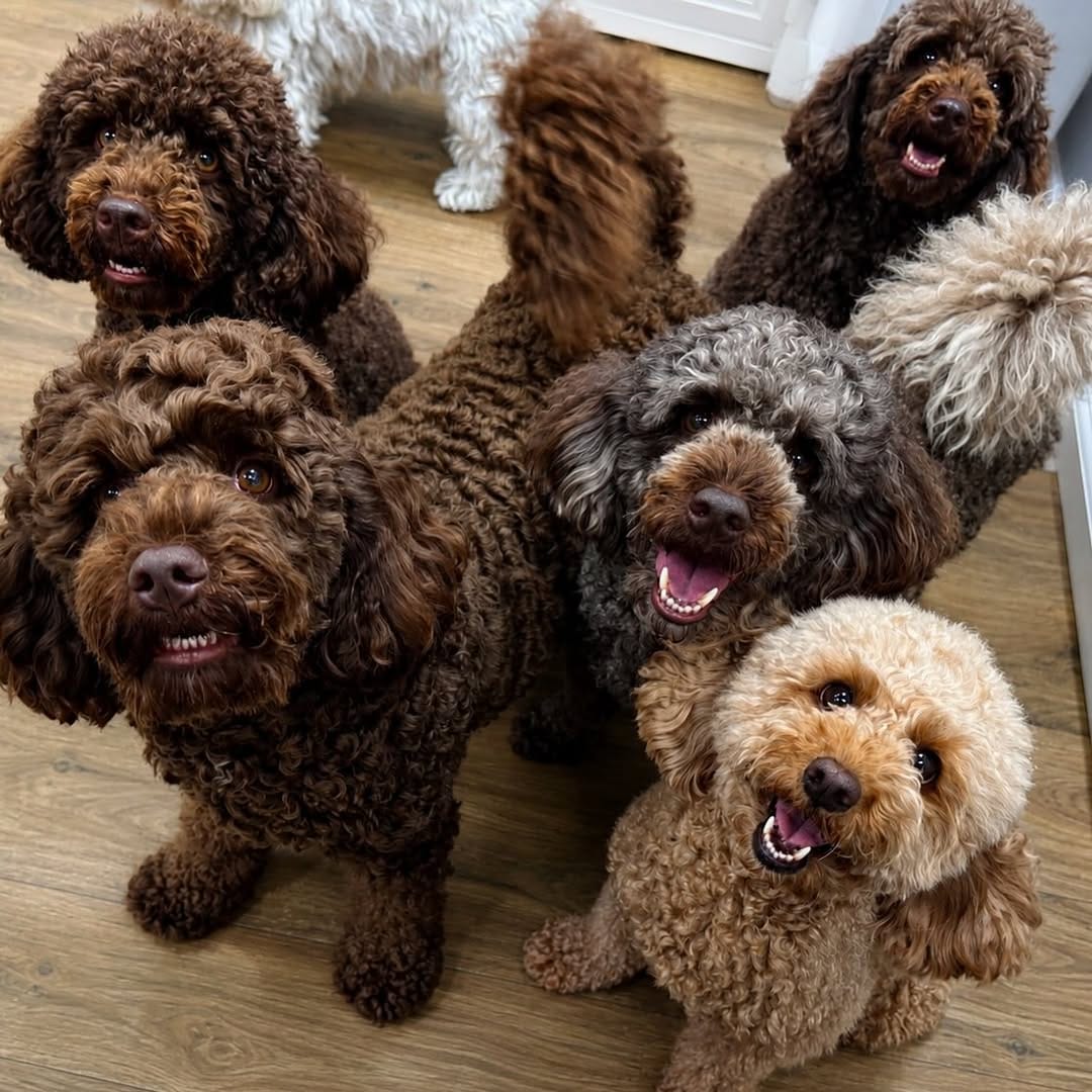 Post 3 by Pretty Paws 🐾 on Instagram (image)