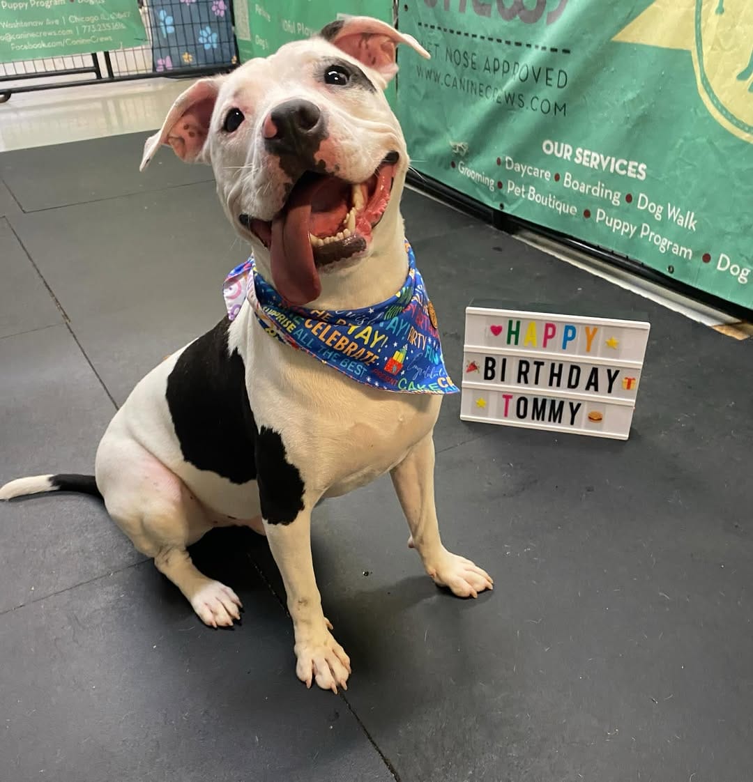 Post 1 by Canine Crews | Pet Care Facility Chicago on Instagram (image)