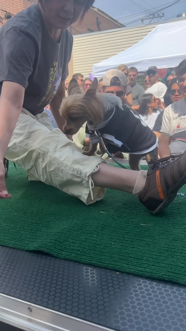 Post 6 by Canine Crews | Pet Care Facility Chicago on Instagram (video)
