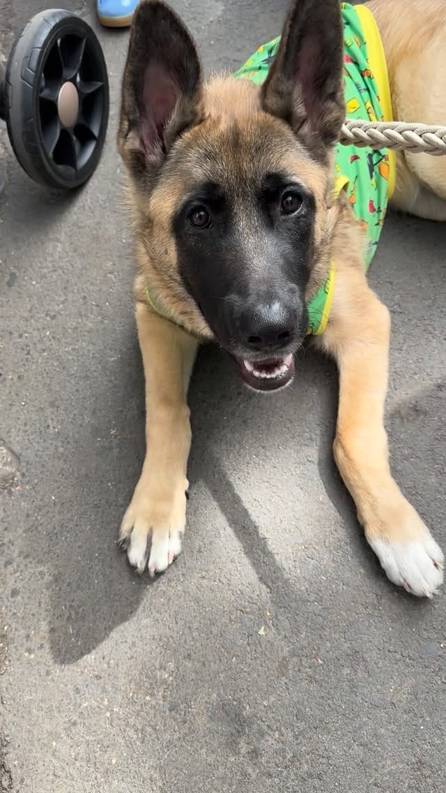 Post 5 by Canine Crews | Pet Care Facility Chicago on Instagram (video)