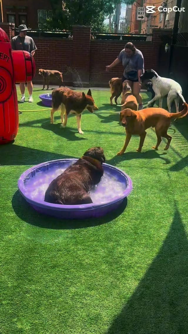 Post 2 by Canine Crews | Pet Care Facility Chicago on Instagram (video)