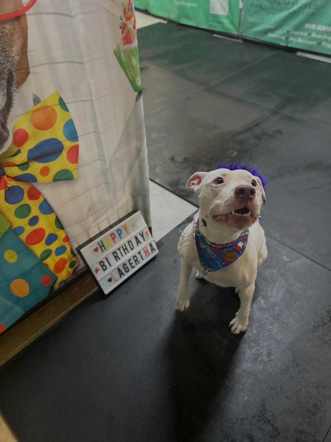 Post 9 by Canine Crews | Pet Care Facility Chicago on Instagram (image)