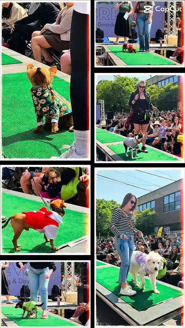 Post 8 by Canine Crews | Pet Care Facility Chicago on Instagram (video)