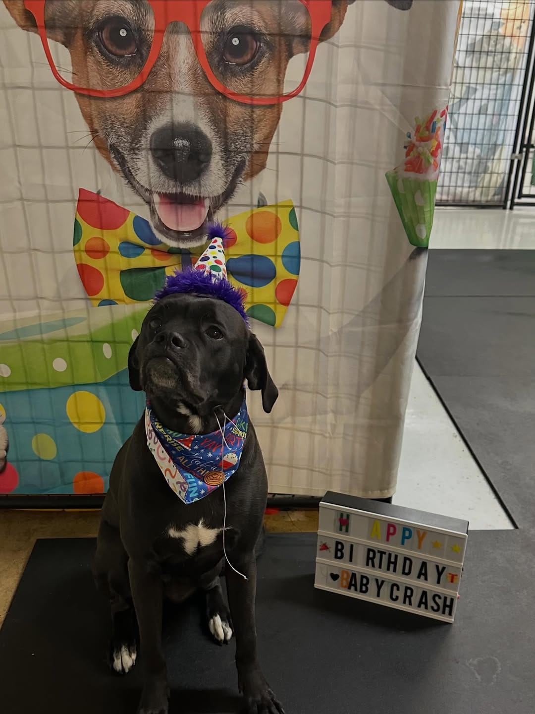 Post 4 by Canine Crews | Pet Care Facility Chicago on Instagram (image)
