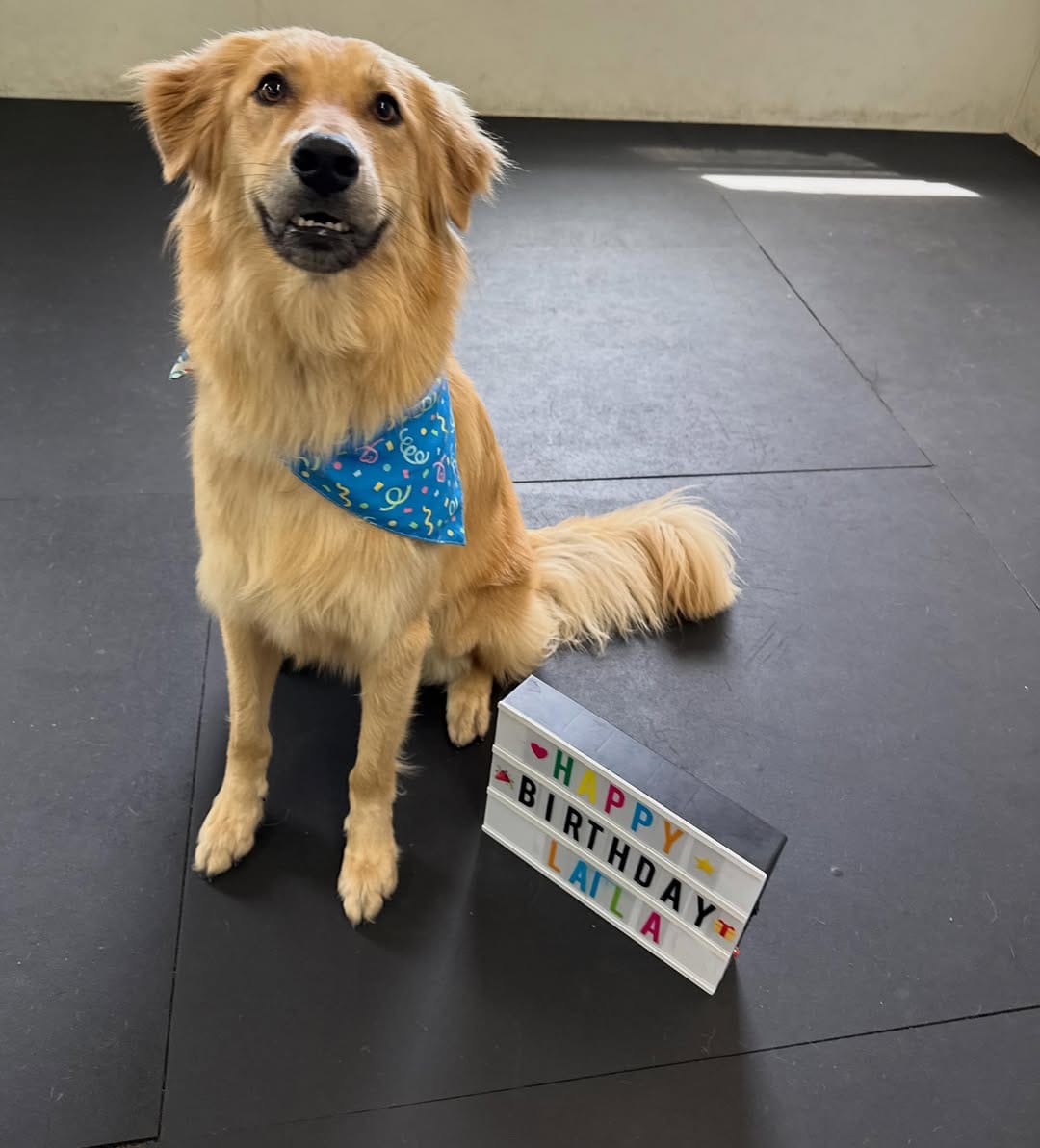 Post 3 by Canine Crews | Pet Care Facility Chicago on Instagram (image)
