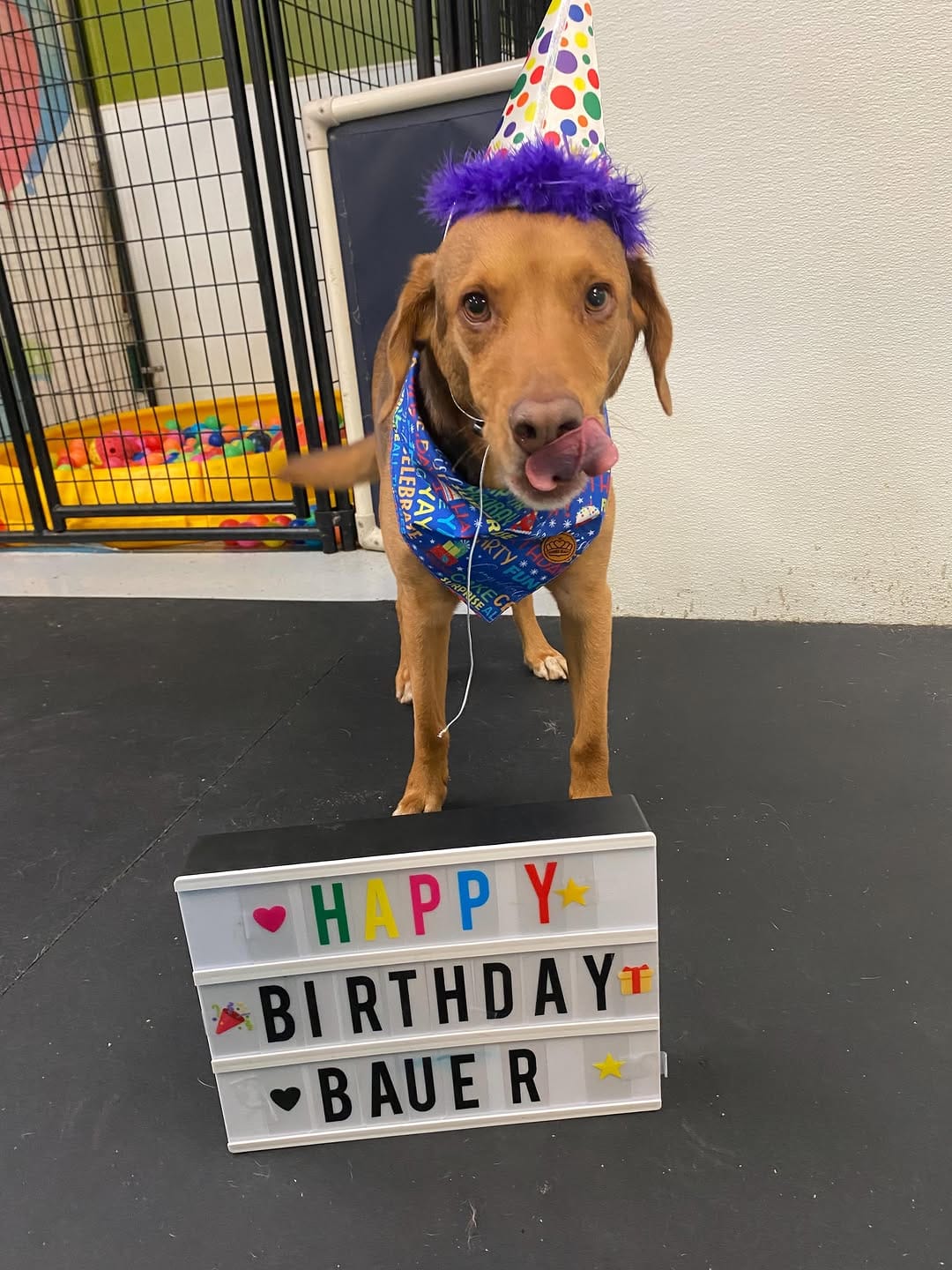 Post 10 by Canine Crews | Pet Care Facility Chicago on Instagram (image)