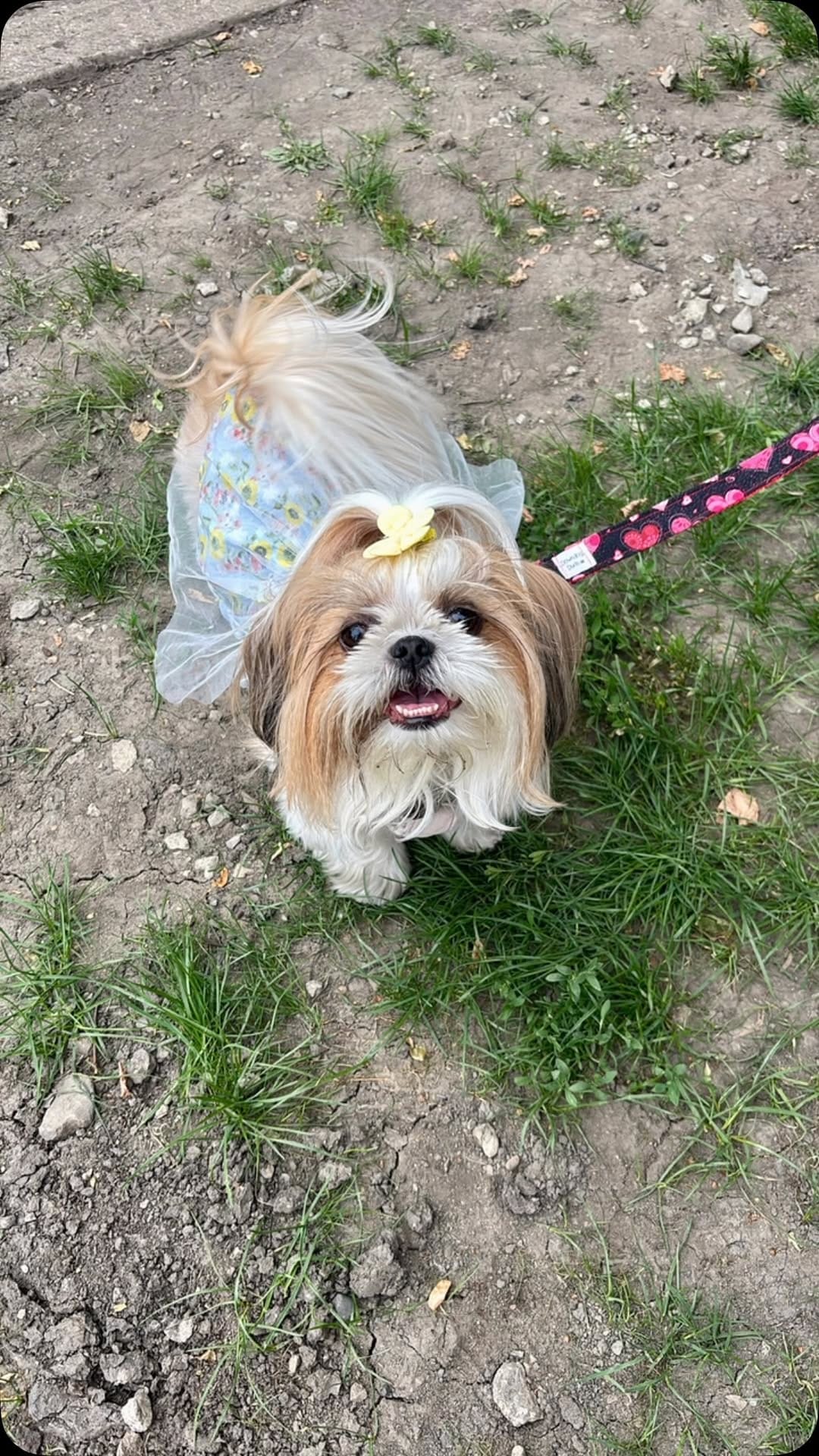 Post 7 by Canine Crews | Pet Care Facility Chicago on Instagram (video)