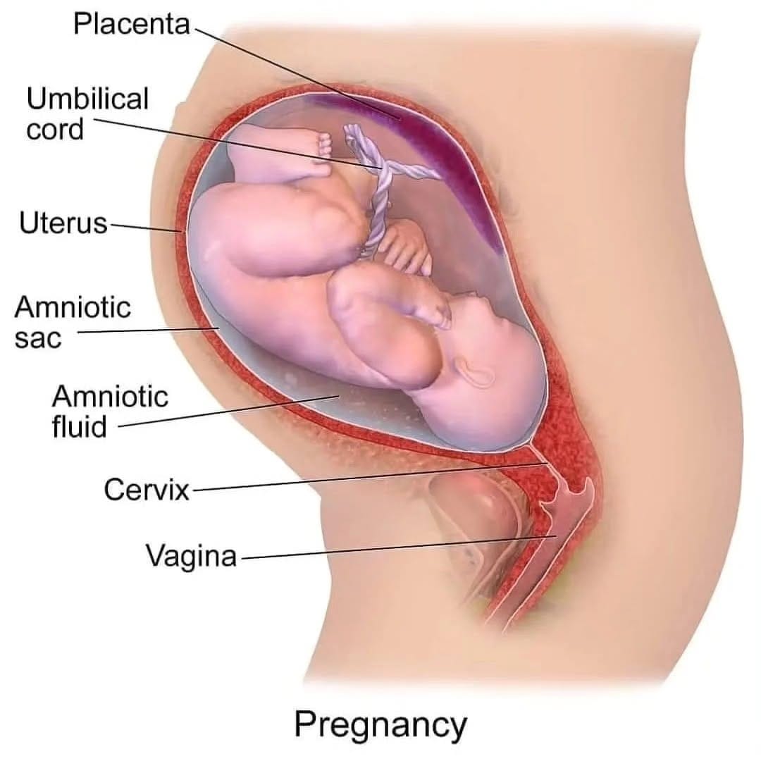 Post 7 by Pregnancy & Baby Care on Instagram (image)