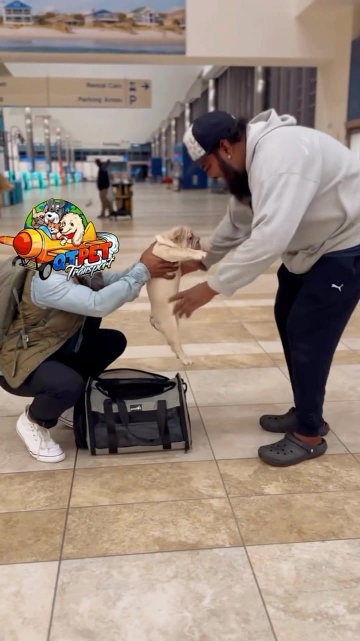Post 10 by Flight nanny QT Pet Transport on Instagram (video)